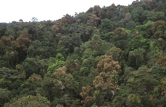 the rainforest canopy