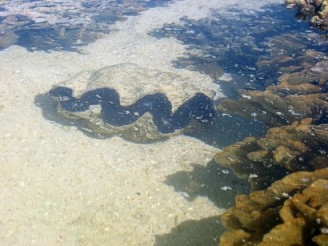 Tridacna spec.