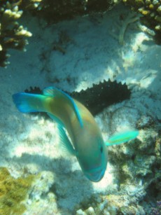 trigger fish