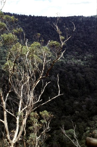 tree above the valley