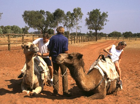 Camels - very Australian