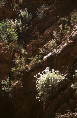 flowers on the rocks...