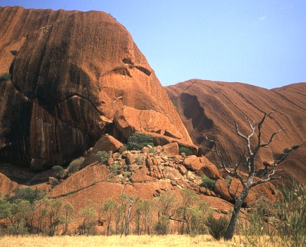 Uluru and an tree