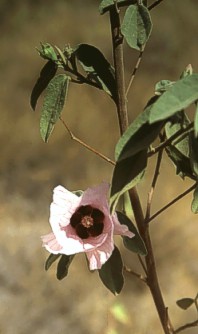 Desert Rose