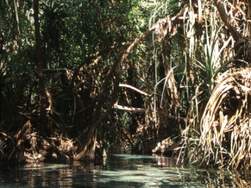 Mataranka hot springs