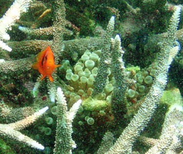 Amphiprion melanopus