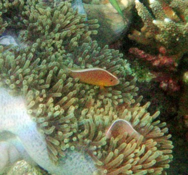 Amphiprion akallopisos