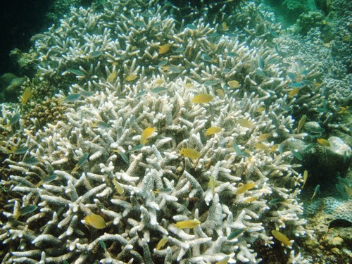 Damselfish