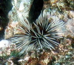 sea urchin