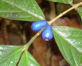 blue berry found in the jungle
