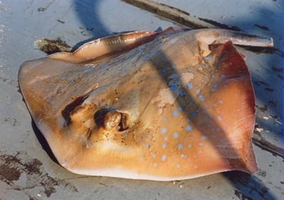 Bluespotted Ribbontail Ray