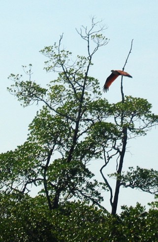 Brahminy kite
