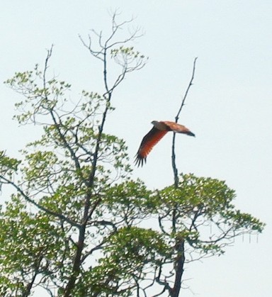 Brahminy kite