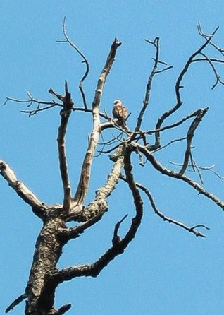 Brahminy kite