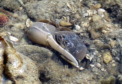 Fiddler crab