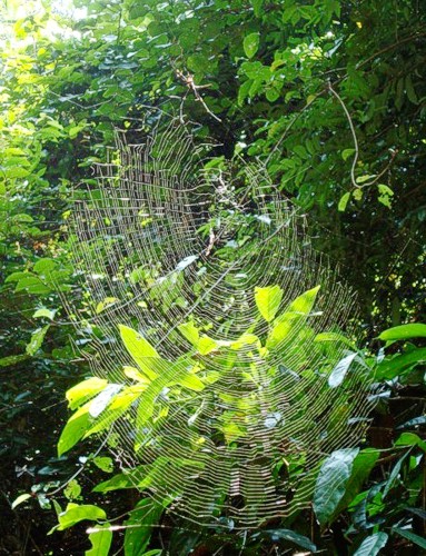 Golden Orb Web Spider Golden Orb Web Spider