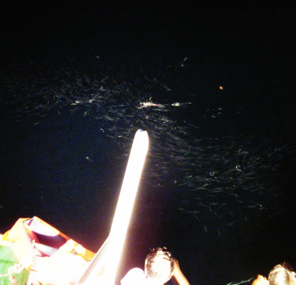 hunting squid