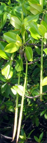 Mangroove seeds