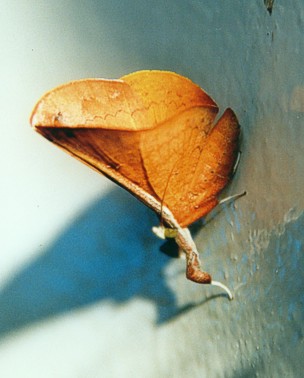  alt=