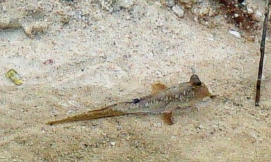 Mudskipper