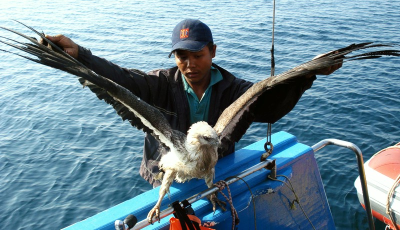 White-Bellied Sea-Eagle in captivity