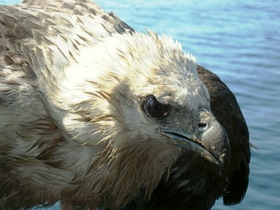 White-Bellied Sea-Eagle