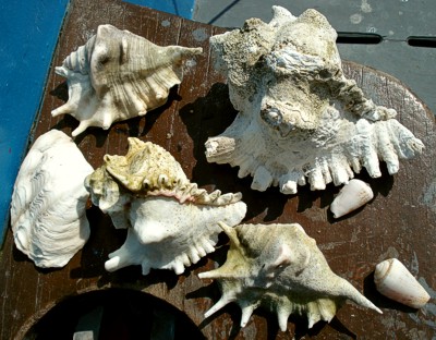 sea shells