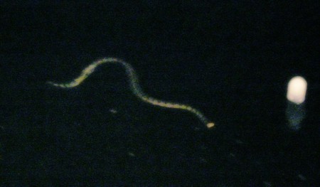 sea snake