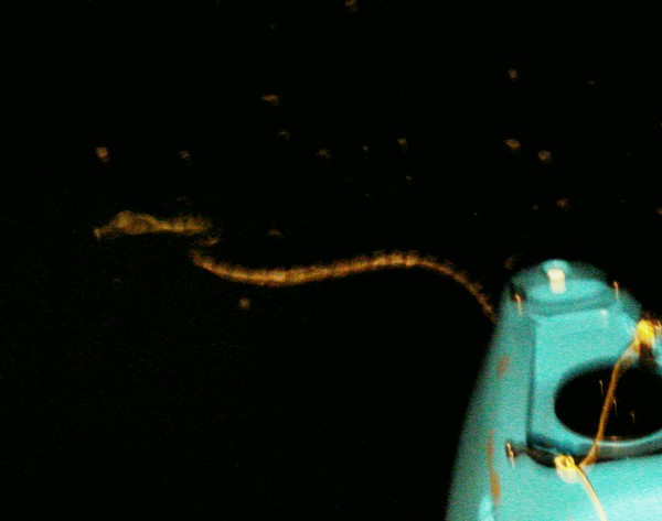 sea snake