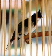 Red-whiskered Bulbul, Pycnonotus jocosus