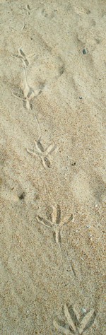 bird's track