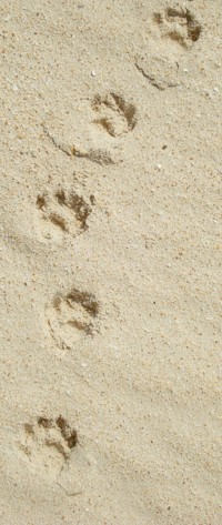cat track