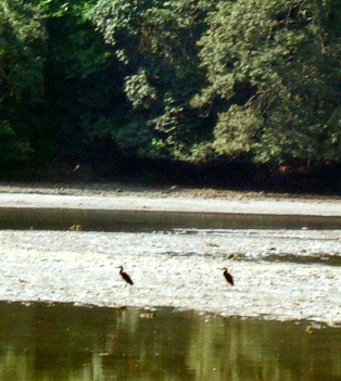 Great-Billed Herons Great-Billed Herons