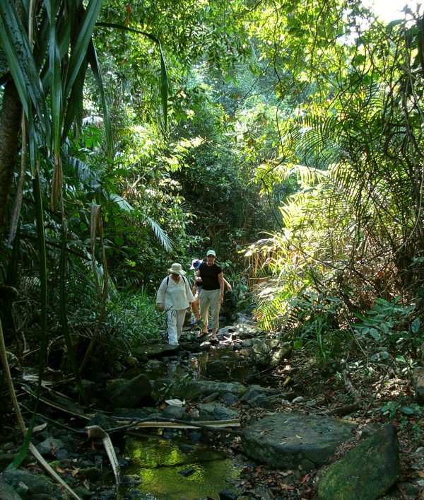 jungle walk on Lampi