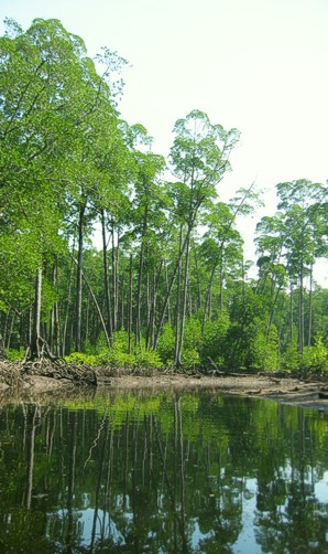 banks of river no. 1