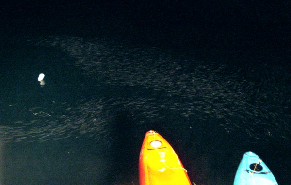 fish at night