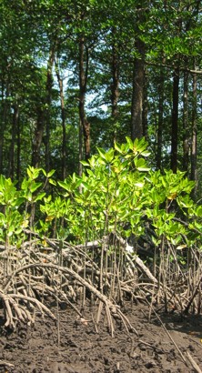Mangroove seedlings